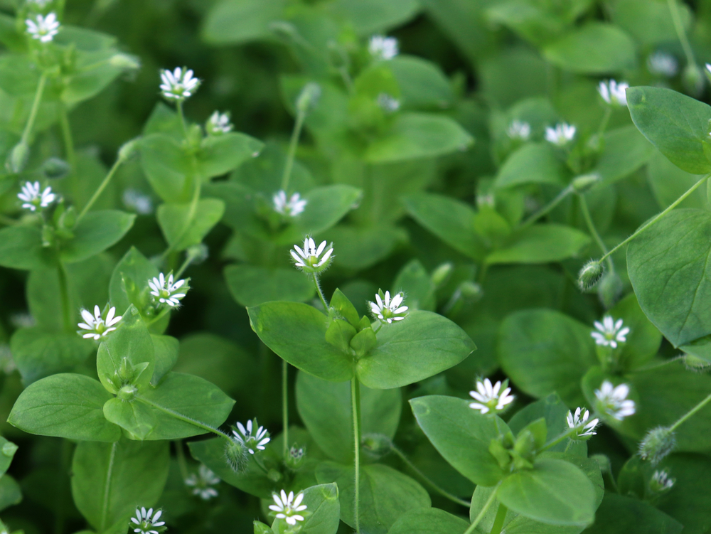 Chickweed ,Stellaria media. Young taste very gently with flavor of nuts. You can use them in fresh vegetable salads. The chickweed advantage is that we have it fresh almost all year round.
