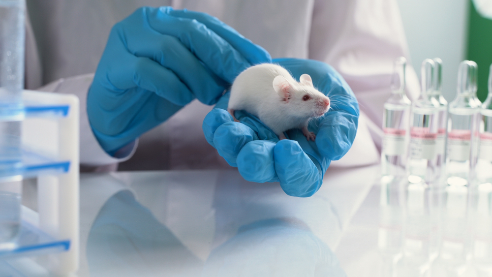 Small experimental mouse is on the laboratory researcher's hand. Concept - laboratory animals, testing drugs, vaccines. Research on laboratory animals

