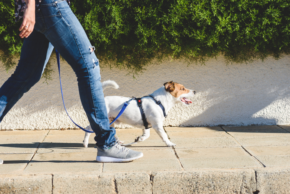 Dog walker strides with his pet on leash while walking at street pavement
