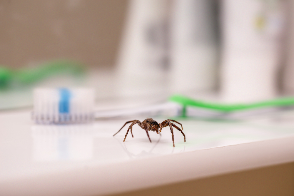 Poisonous spider inside residential toilet. Arachnophobia concept, fear of spider. Spider bite or fingering.
