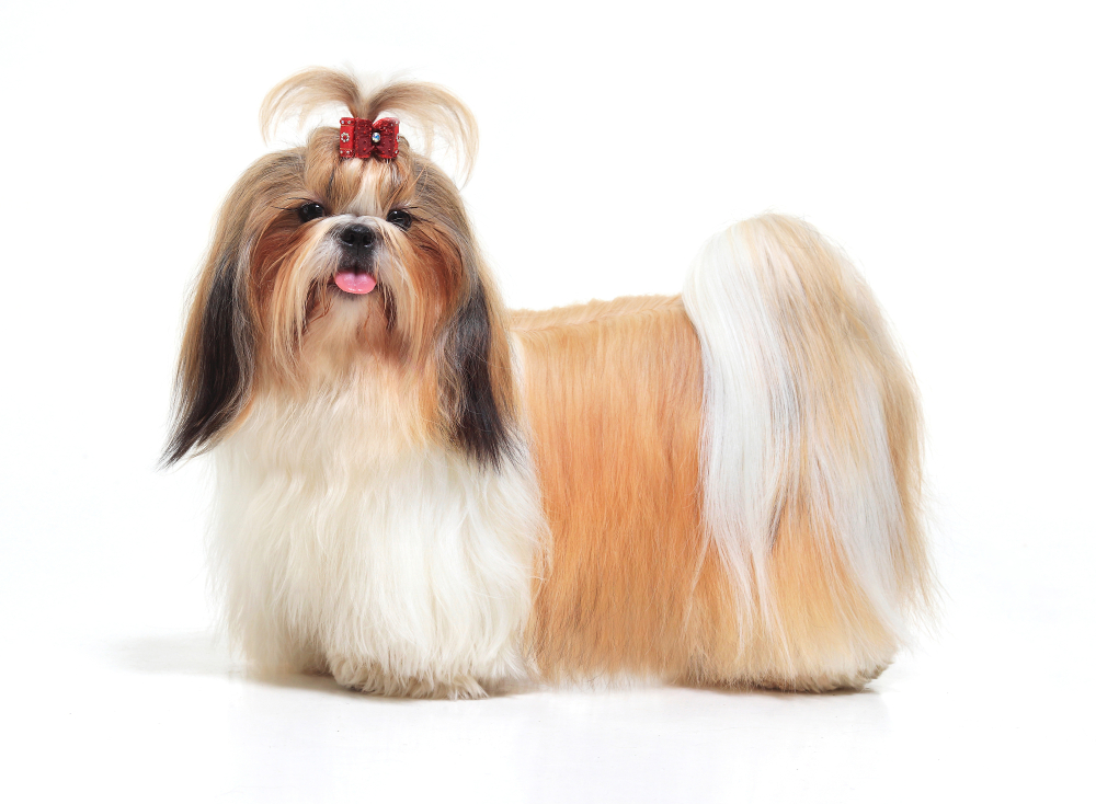 Lhasa Apso On A White Background

