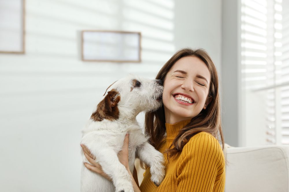 Young woman with her cute Jack Russell Terrier at home. Lovely pet
