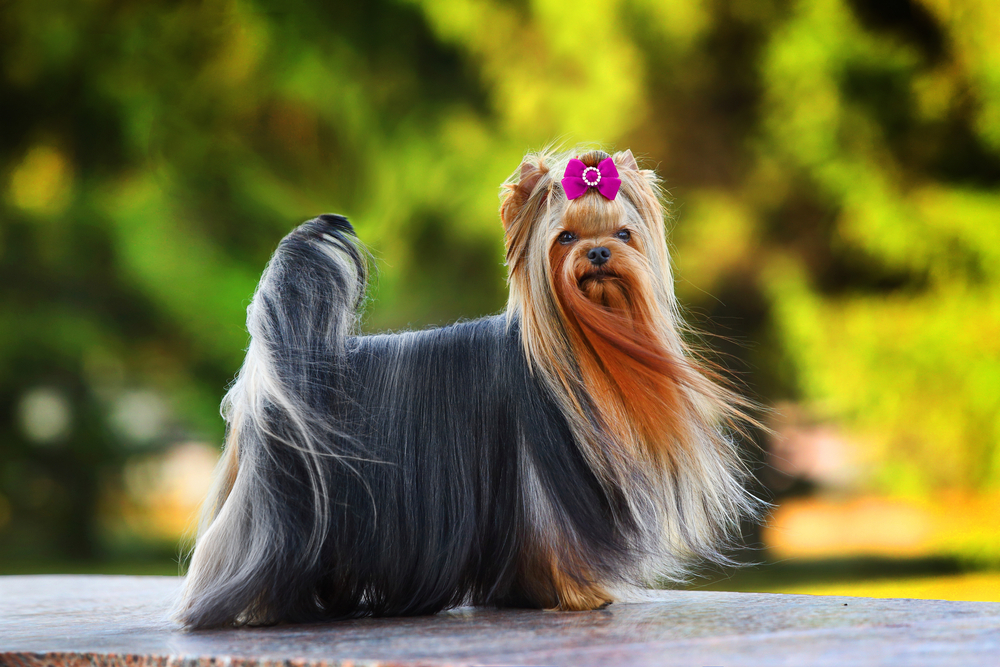 Beautiful yorkshire terrier stands with a pink bow. The wind blows long hair. Blurred background
