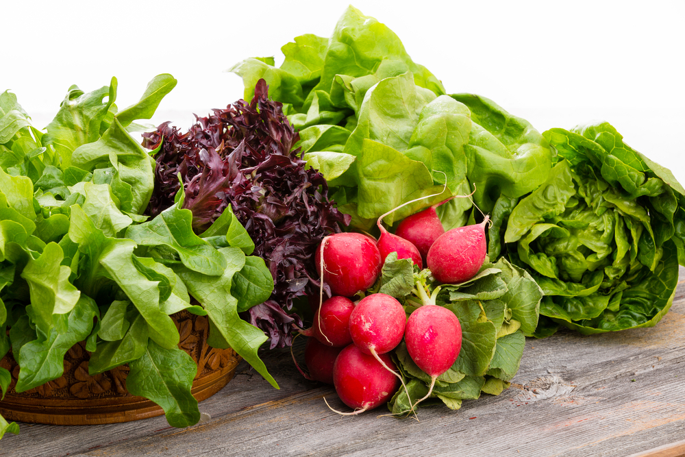 Healthy fresh salad ingredients displayed on old weathered wooden boards with several varieties of leafy green lettuce and a bunch of crisp peppery radish over a white background with copy space