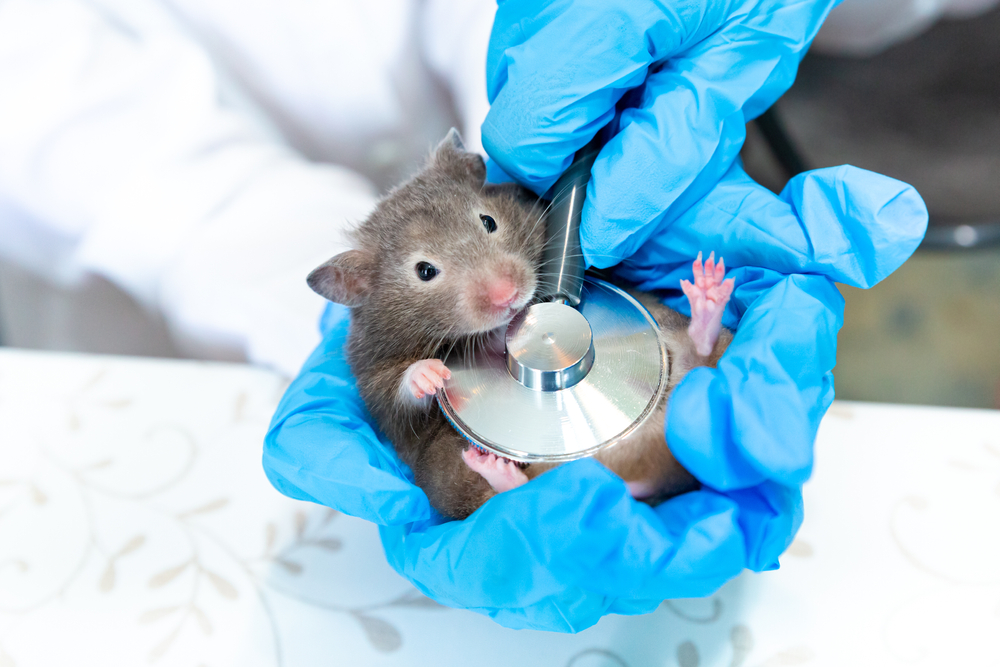 Hands in blue medical gloves hold a gray mouse or a hamster. A doctor listens to a mouse with a stethoscope. Veterinary medicine, research, diagnostics. At a reception at the vetirenar.
