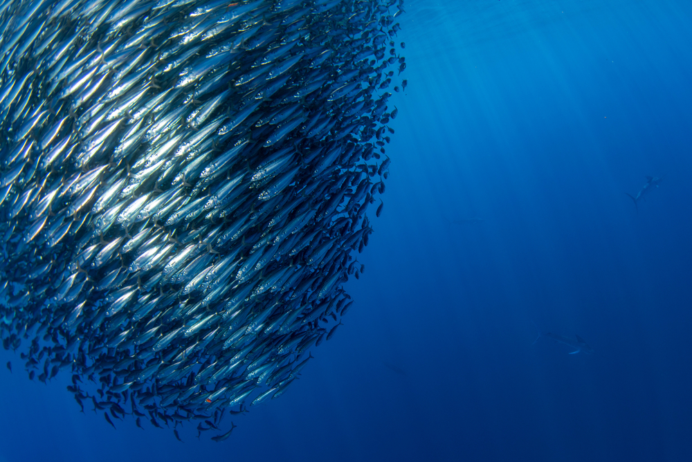 Striped marlin and sea lion hunting in sardine run bait ball in pacific ocean blue water baja california sur