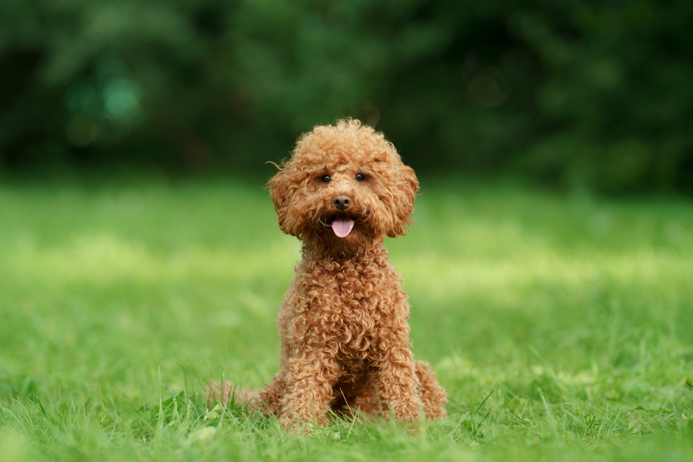 small chocolate poodle on the grass. Pet in nature. Cute dog like a toy
