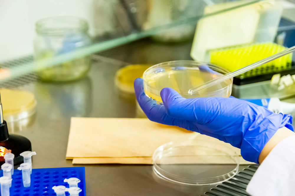 Scientist spreading bacteria liquid medium on agar plate under the laminar flow hood. Microbiology research performed in modern lab, close up
