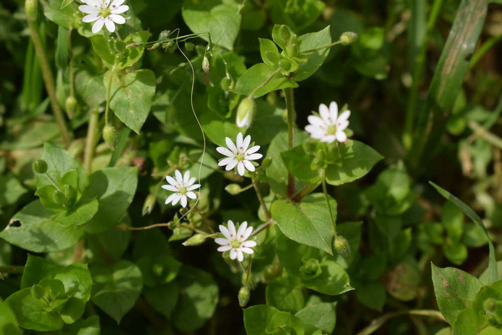 Common chickweed (Stellaria media) with small white flowers
