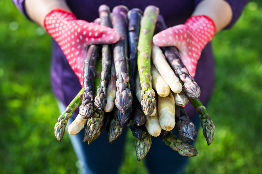 Asparagus sprouts in hands of a farmer on green grass background. Fresh green, purple and white asparagus sprouts. Food photography