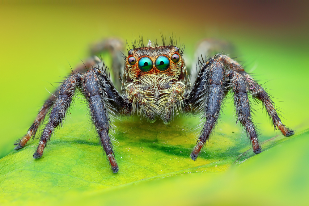The Best shot of jumping spider
