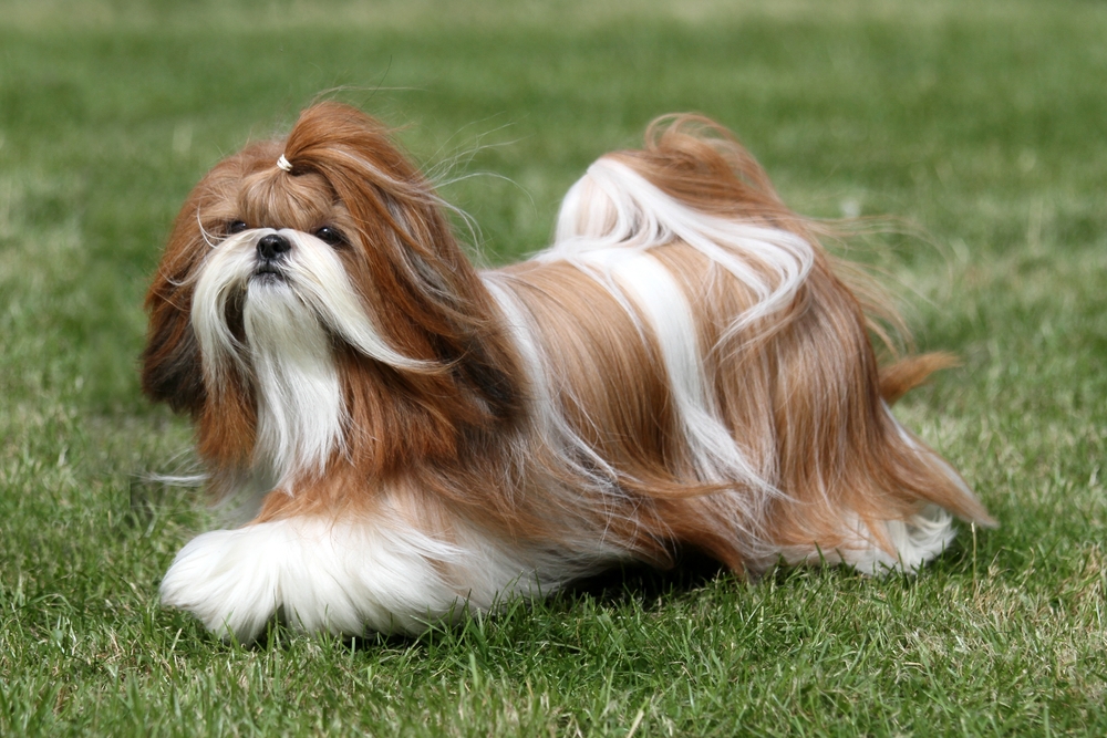Red and white Shih Tzu dog
