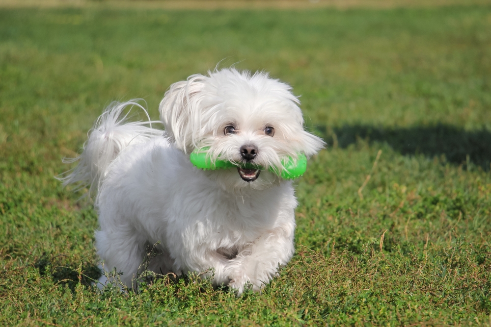 Maltese dog is running with a toy in his mouth
