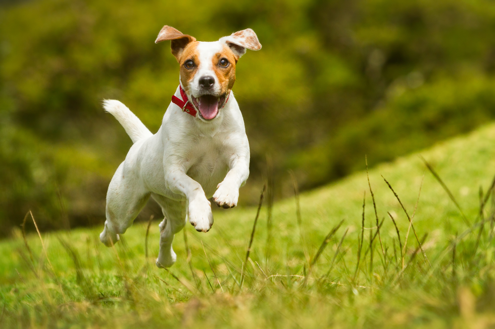 A cute Jack Russel terrier dog happily running and jumping in the summer sun, playing with its owner as a beloved pet.
