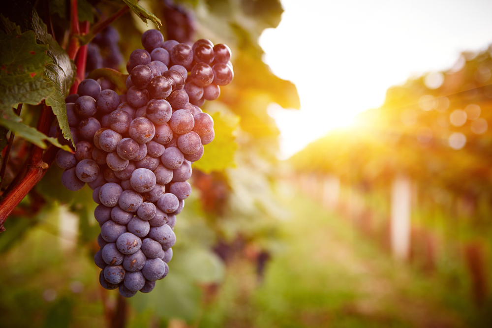 Vineyards at sunset in autumn harvest. Ripe grapes in fall.
