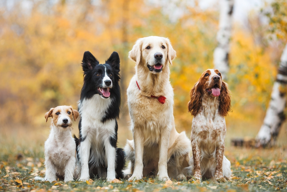 group of dogs portrait in autumn golden retriever spaniel border collie jack russell terrier
