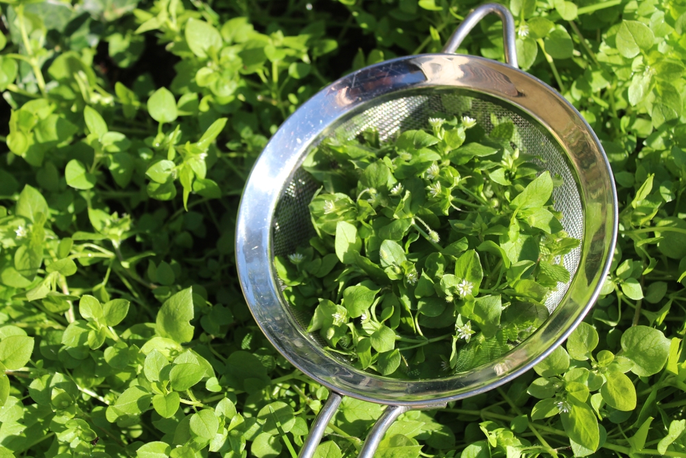 fresh chickweed in a sieve in the herb garden
