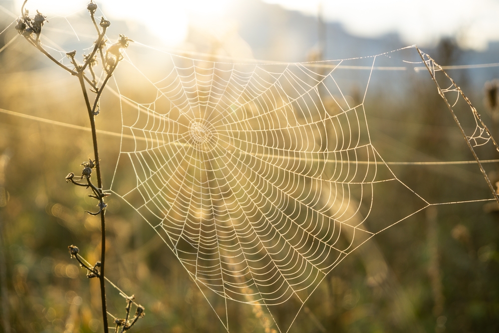 Spider web covered with the morning moss on the meadow in the morning. Slovakia
