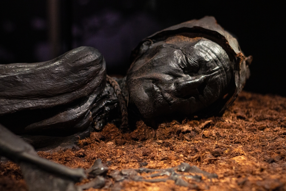 Silkeborg, Denmark - 06.14.2023: Tollund Man, naturally mummified corpse of a man who lived during the 5th century BC and found in 1950 by Bolling So lake. Museum Silkeborg, Denmark
