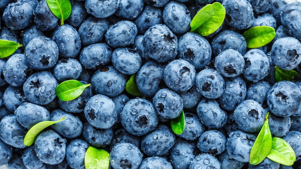 Water drops on ripe sweet blueberry. Fresh blueberries background with copy space for your text. Vegan and vegetarian concept. Macro texture of blueberry berries.Texture blueberry berries close up