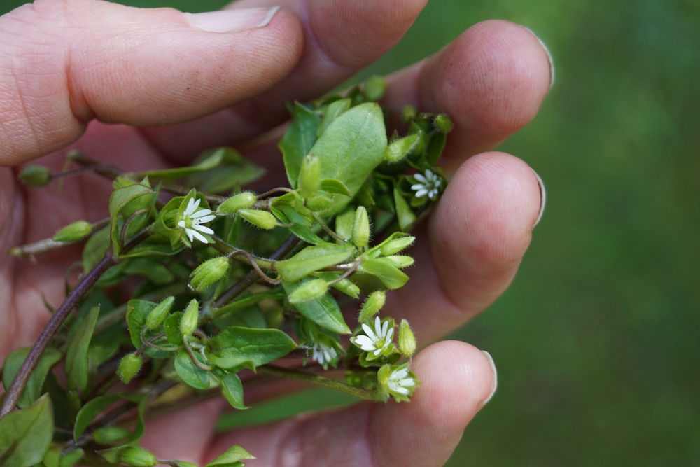 Chickweed (Stellaria media) in close-up, edible and nutritious weed.
