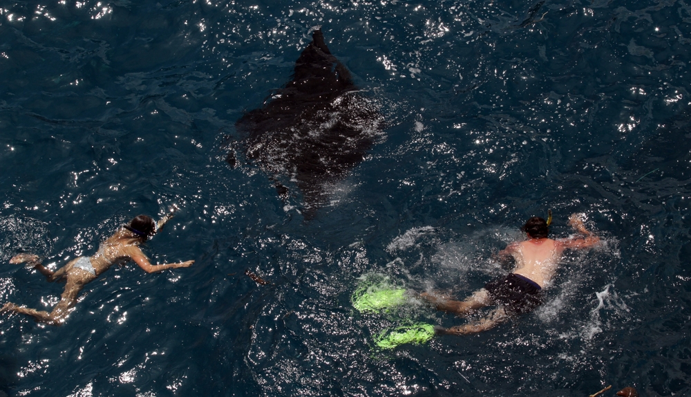 Bali, December 1, 2018 - Tourists are chasing manta rays while snorkeling at Nusa Penida Island, Indonesia.