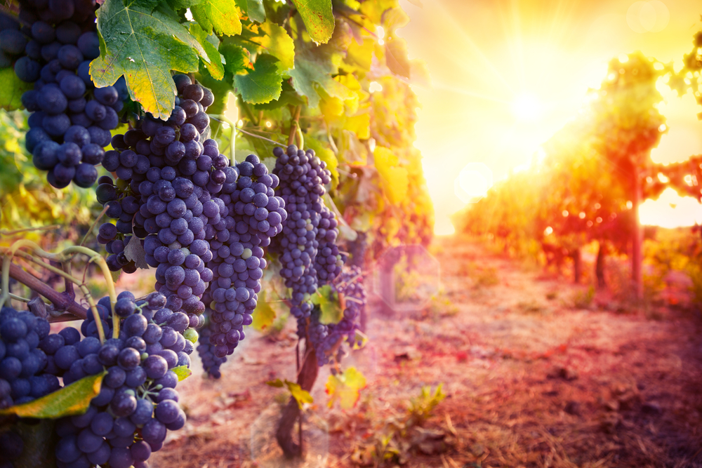 vineyard with ripe grapes in countryside at sunset
