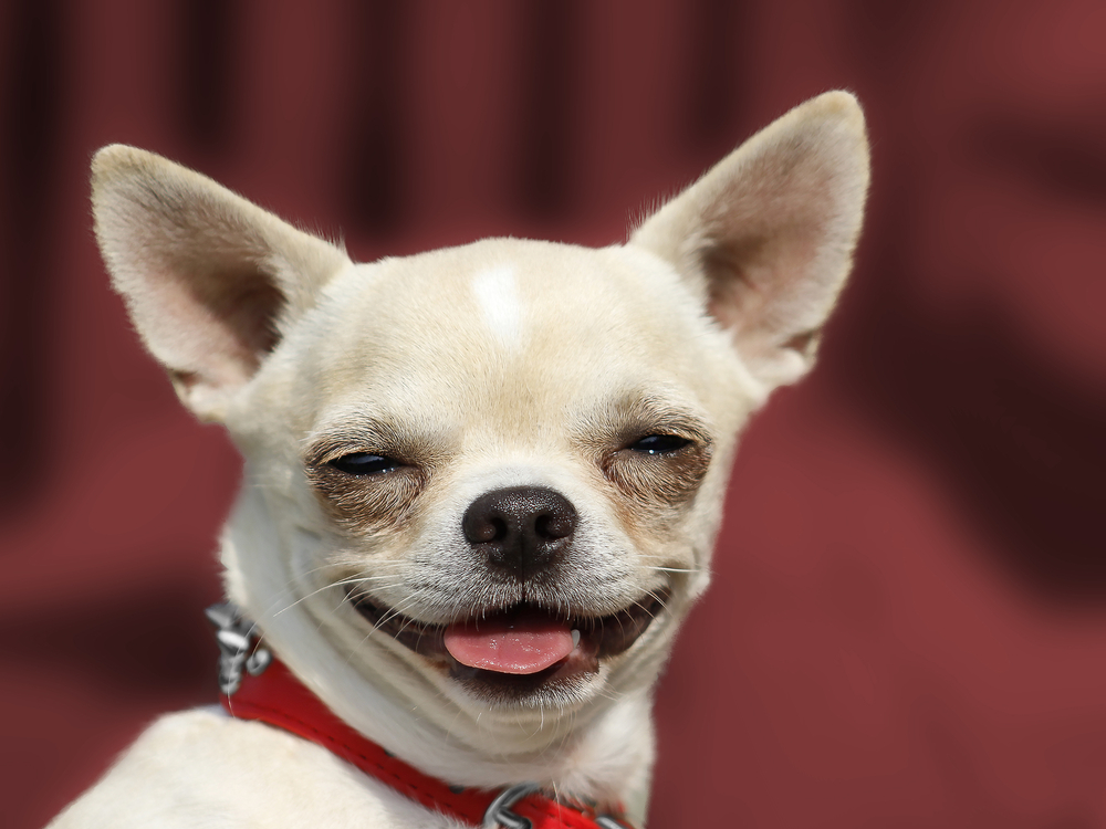 Dog Chihuahua head portrait - Short-haired - Red background
