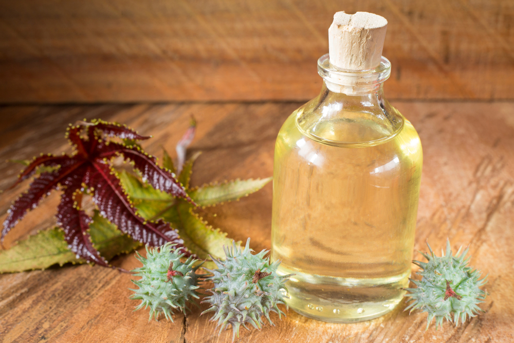 Fruits and castor oil - Ricinus communis