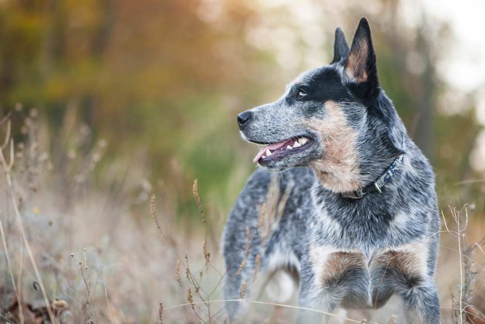 Autumn beauty portrait of Australian cattle dog
