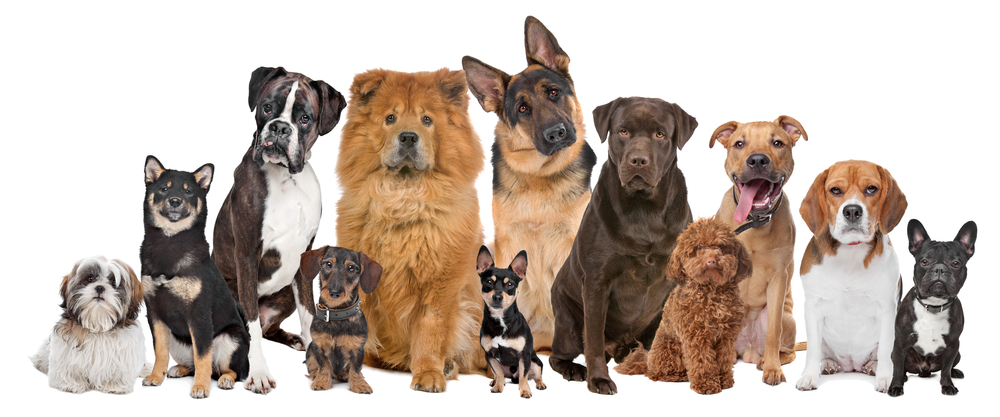 Group of twelve dogs sitting in front of a white background
