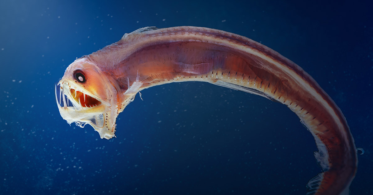 Deep Sea Expedition Leads to Discovery of 20 New Species Living in Underwater Mountain