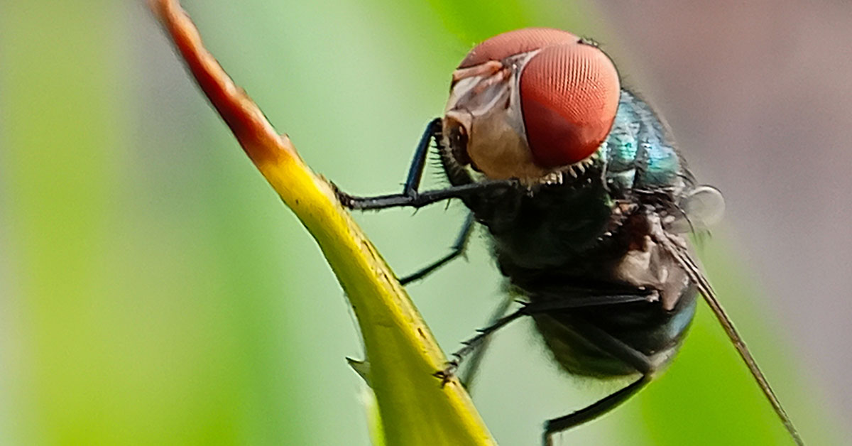 Why The US Drops Millions of Flesh Eating Worms On Central America Almost Everyday
