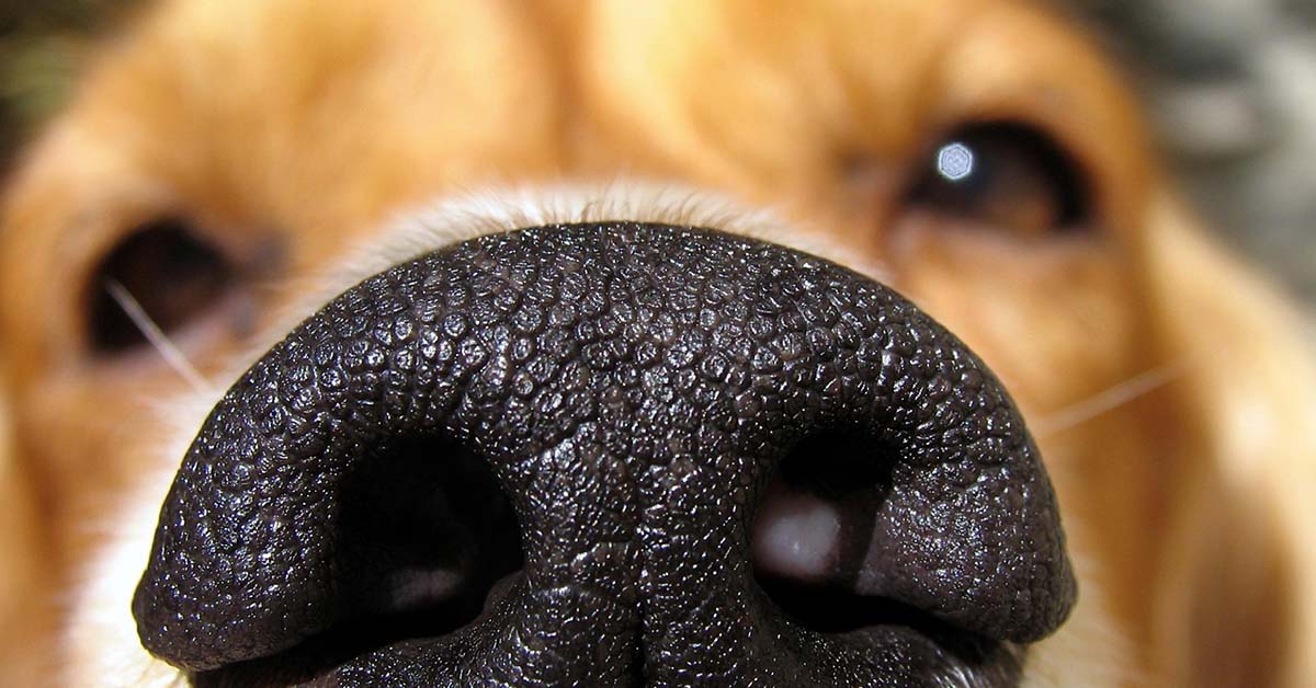 Dogs Can Smell If You’re Stressed or Relaxed and Adjust Their Behavior For You
