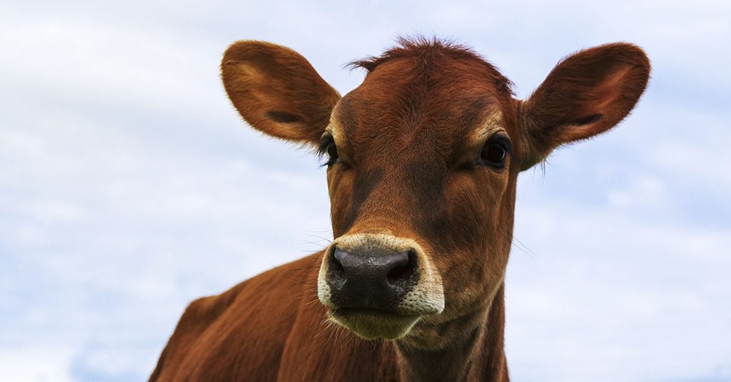 First Red Heifer in 2,000 Years Fulfills Biblical Prophecy and Signals ‘End of Days’