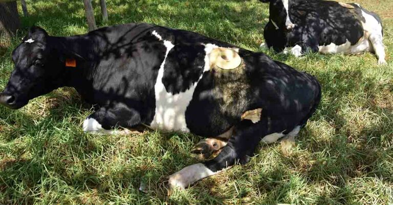 What Are Portholes, and Why Are They Used On Cows? - Featured image