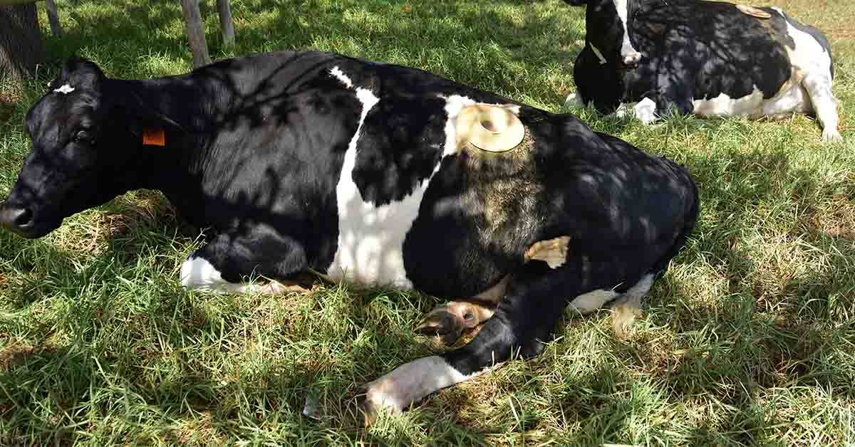 What Are Portholes, and Why Are They Used On Cows?