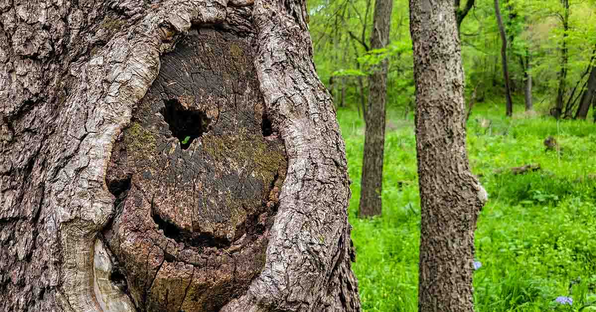 Why Do We See Faces in Everyday Objects?
