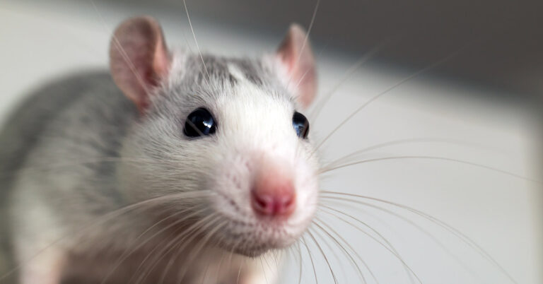 Researchers Use Dye Used in Doritos to Make Mice Transparent - Featured image