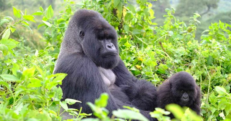 Gorillas Seen Self-Medicating By Using Same Antibacterial Plants As Traditional Healers - Featured image