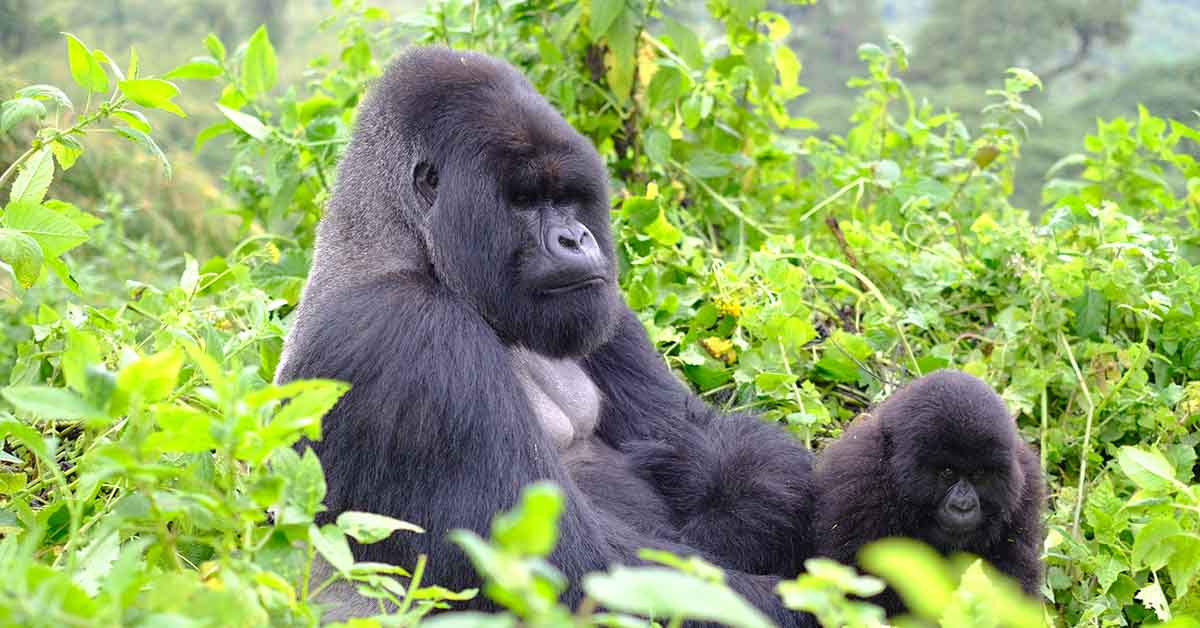 Gorillas Seen Self-Medicating By Using Same Antibacterial Plants As Traditional Healers