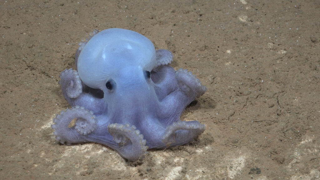 From Dive 690, a full-depth test dive of ROV SuBastian. This is the first time this rare octopus species, named the Casper octopus, has been seen in the Southern Pacific.