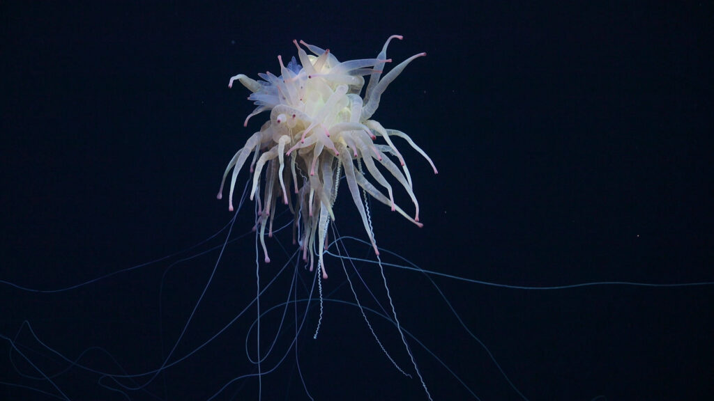 A rarely seen Bathyphysa conifera, commonly known as flying spaghetti monster was documented on Dive 692 while the research team was surveying an unnamed and unexplored seamount (internally designated as T06) along the Nazca Ridge off the coast of Chile.