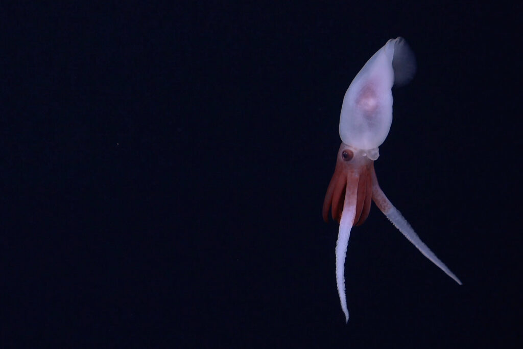 This is the first footage of a live Promachoteuthis squid, documented on Dive 693, while exploring an unnamed seamount (internally designated as T06) along the Nazca Ridge, off the coast of Chile.