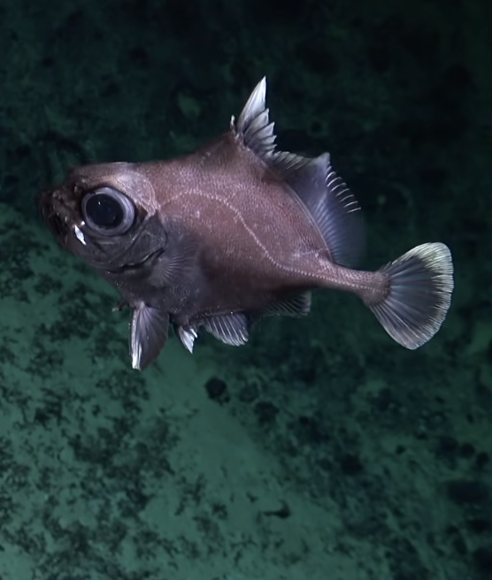 Footage of an Oreosmatidae, or Oreo fish, from the expedition