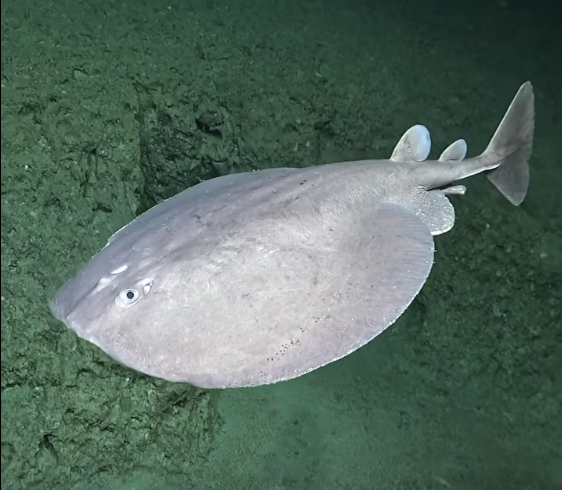 Footage of a torpedo ray on the Nazca Ridge