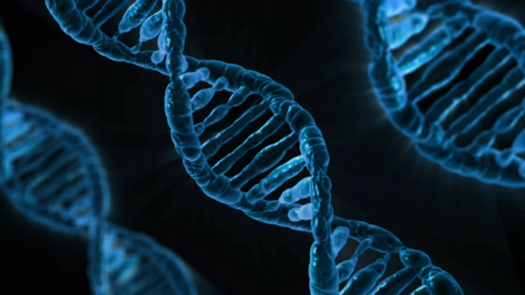 Our DNA, AKA a polynucleotide chain