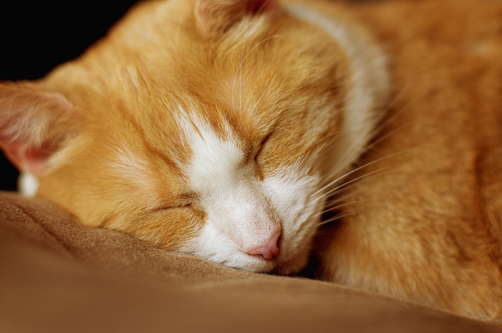 Cat having a very cozy sleep