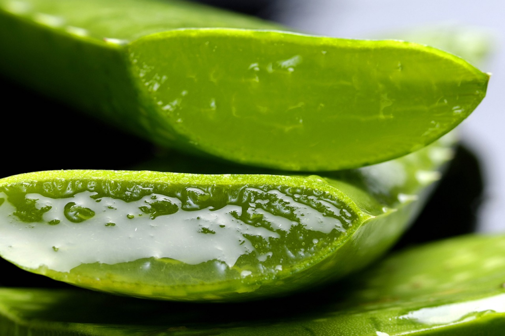 aloe sliced open