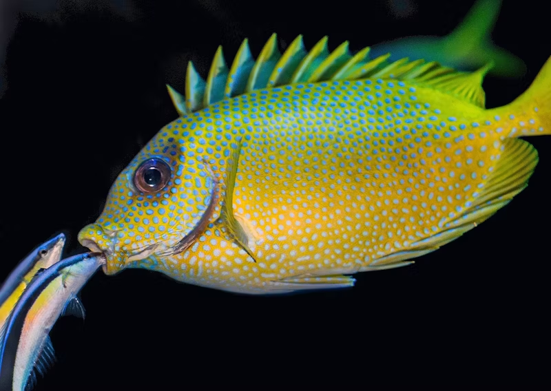 fish inspecting a bigger fish's mouth